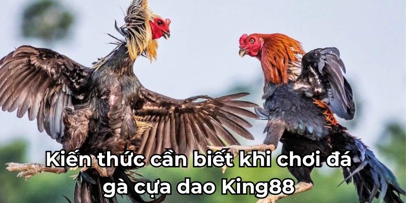 Kiến thức cần biết khi chơi đá gà cựa dao King88