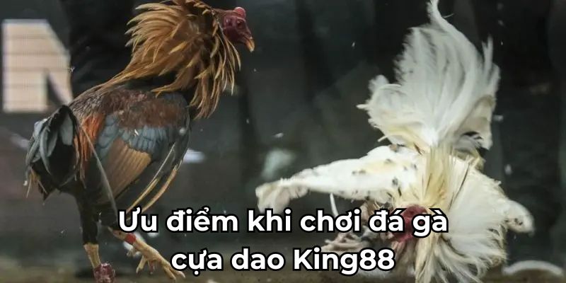 Ưu điểm khi chơi đá gà cựa dao King88