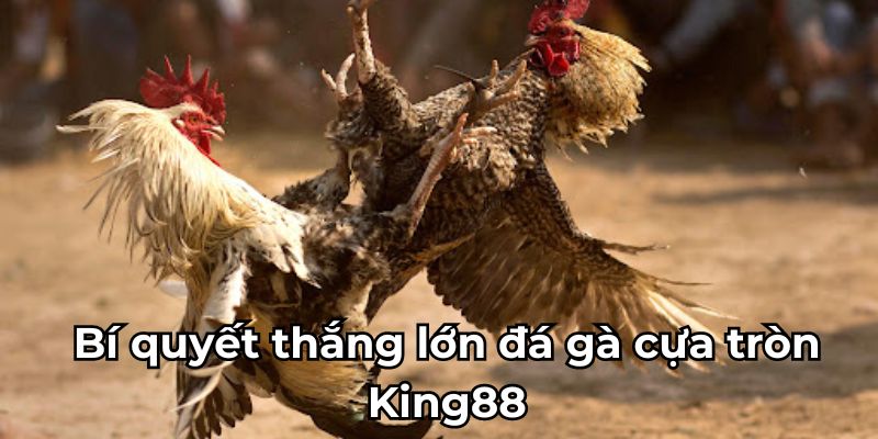 Bí quyết thắng lớn đá gà cựa tròn King88