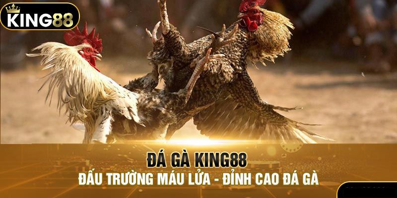 Khái quát thông tin cơ bản về đá gà King88